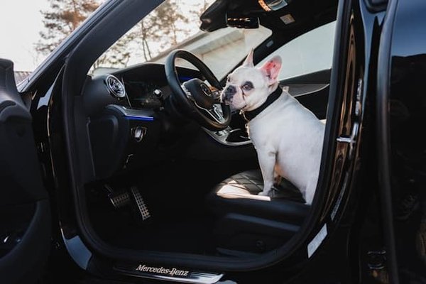 What's the Best Way to Handle a Dog's Fear of Car Rides?